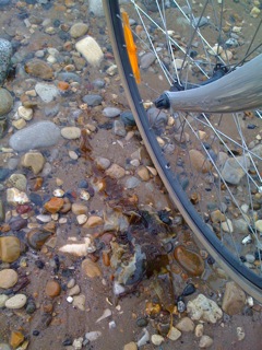 Dipping tyre into the sea